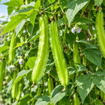 Wing Bean