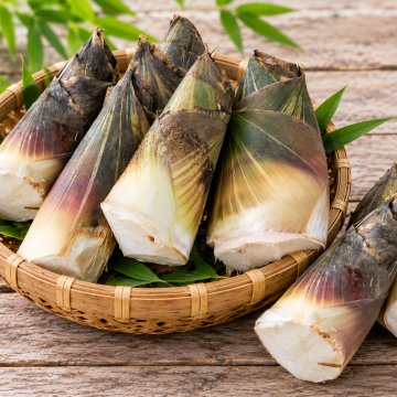 Bamboo Shoots Big
